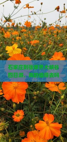 石家庄到张家界大峡谷四日游