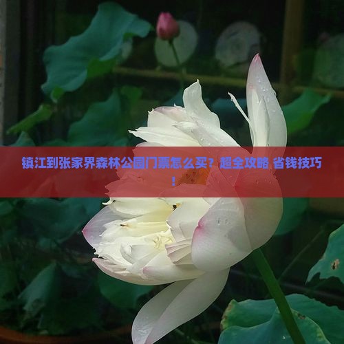 镇江到张家界森林公园门票