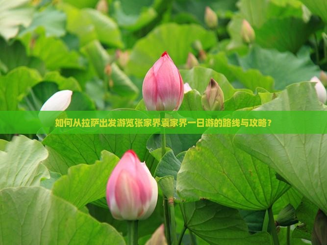 如何从拉萨出发游览张家界袁家界一日游的路线与攻略？