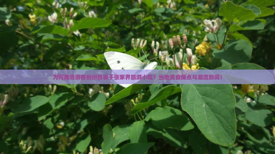 为何商洛游客纷纷热衷于张家界旅游小吃？当地美食痛点与潮流新词！