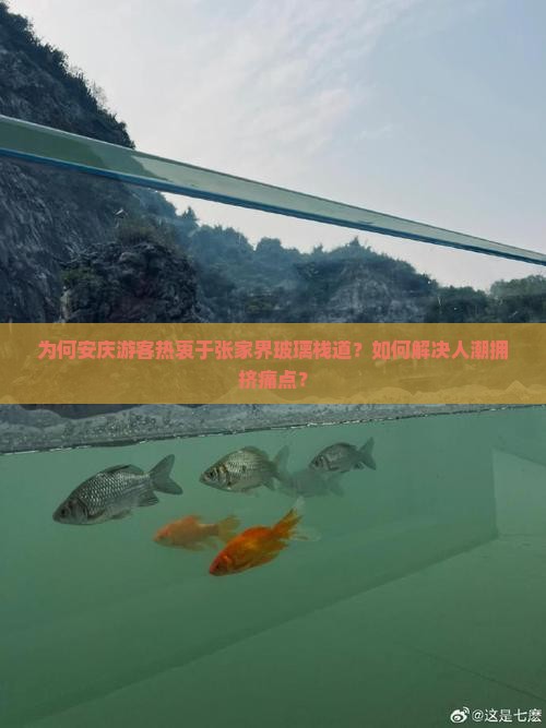 为何安庆游客热衷于张家界玻璃栈道？如何解决人潮拥挤痛点？
