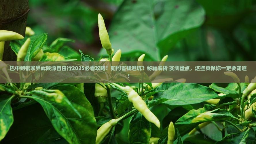 巴中到张家界武陵源自由行