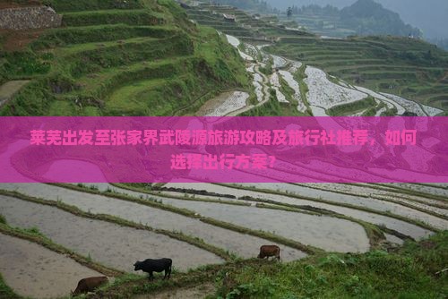 莱芜出发至张家界武陵源旅游攻略及旅行社推荐，如何选择出行方案？