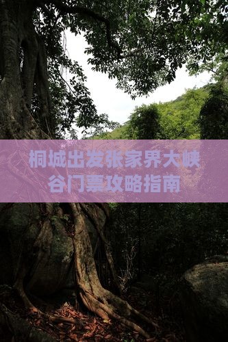 桐城出发张家界大峡谷门票攻略指南