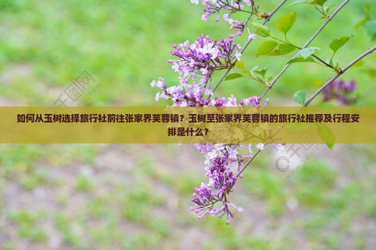 如何从玉树选择旅行社前往张家界芙蓉镇？玉树至张家界芙蓉镇的旅行社推荐及行程安排是什么？