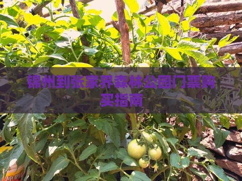 锦州到张家界森林公园门票购买指南
