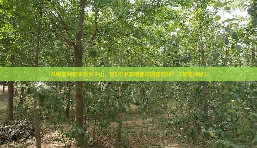 那曲到张家界天子山必去地