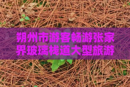 朔州市游客畅游张家界玻璃栈道大型旅游盛宴