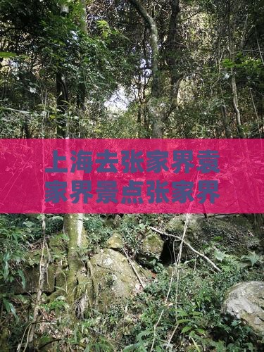 上海去张家界袁家界景点张家界自由行全攻略