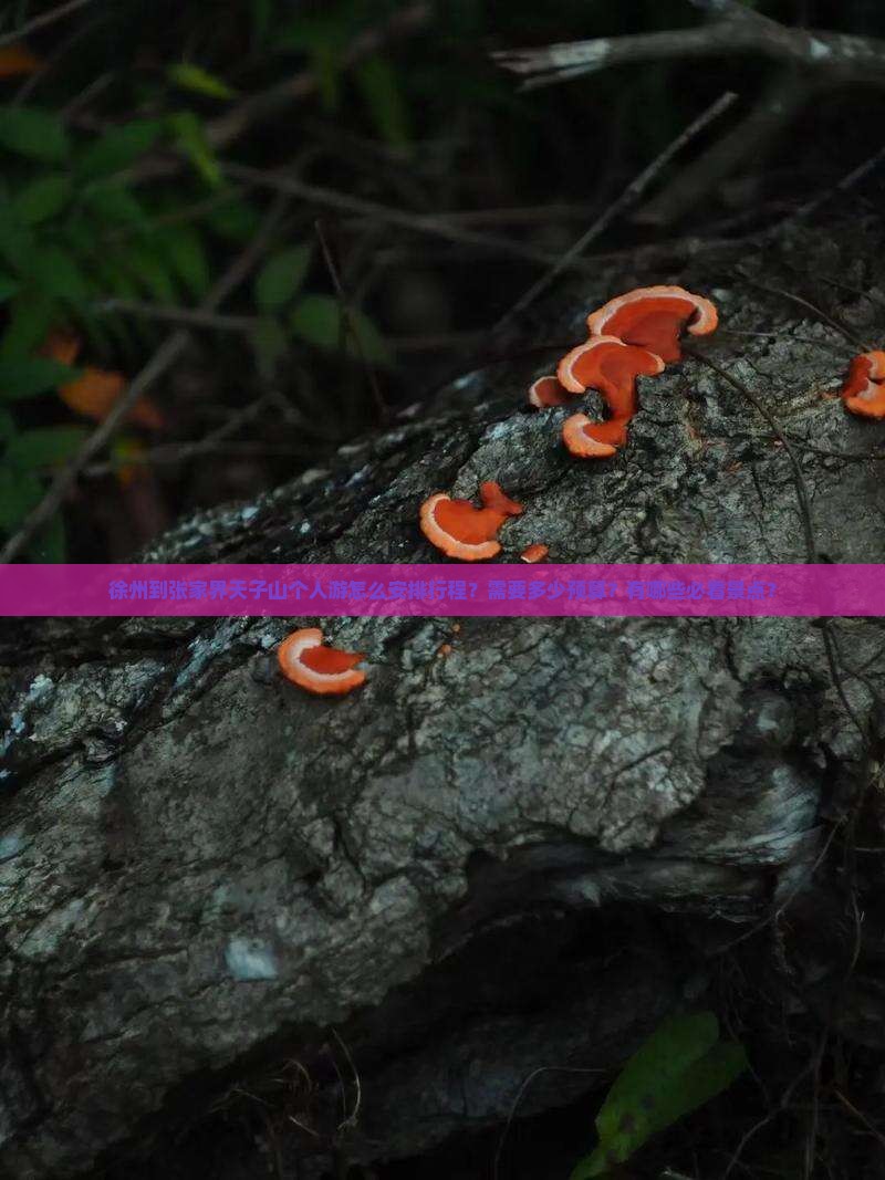 徐州到张家界天子山个人游怎么安排行程？需要多少预算？有哪些必看景点？