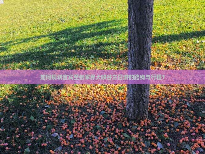 如何规划宜宾至张家界大峡谷三日游的路线与行程？