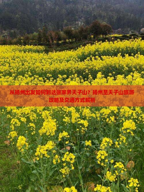 从扬州出发如何到达张家界天子山？扬州至天子山旅游攻略及交通方式解析
