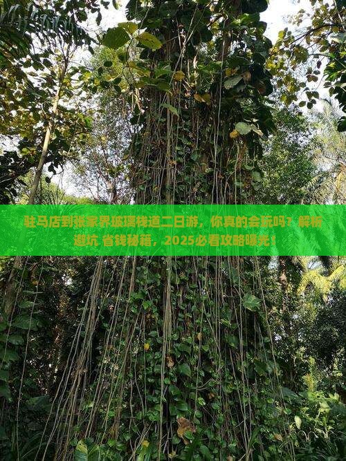 驻马店到张家界玻璃栈道二日游