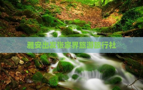 雅安去张家界旅行社