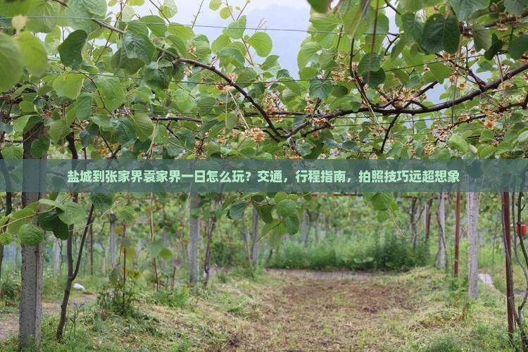 盐城到张家界袁家界一日
