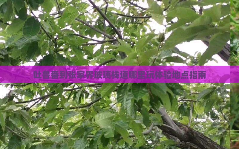 吐鲁番到张家界玻璃栈道哪里玩体验地点指南