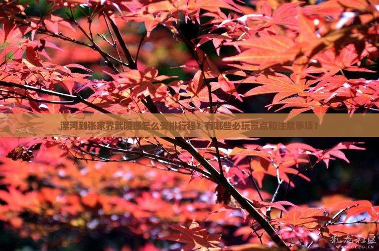漯河到张家界武陵源怎么安排行程？有哪些必玩景点和注意事项？