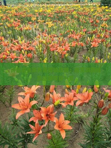 许昌去张家界芙蓉镇攻略：自驾游路线及旅游预算一览