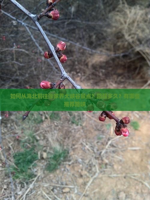 如何从海北前往张家界大峡谷景点？路程多久？有哪些推荐路峡