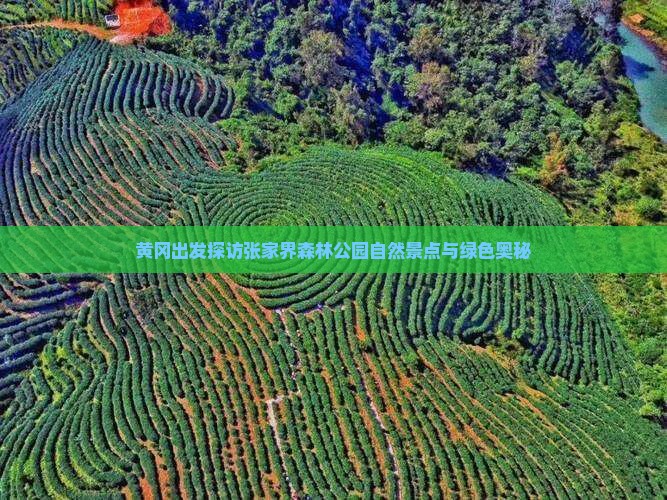 黄冈出发探访张家界森林公园自然景点与绿色奥秘