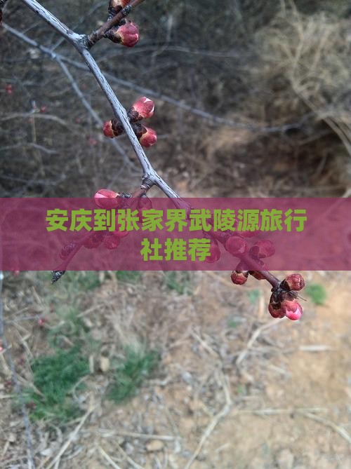 安庆到张家界武陵源旅行社推荐