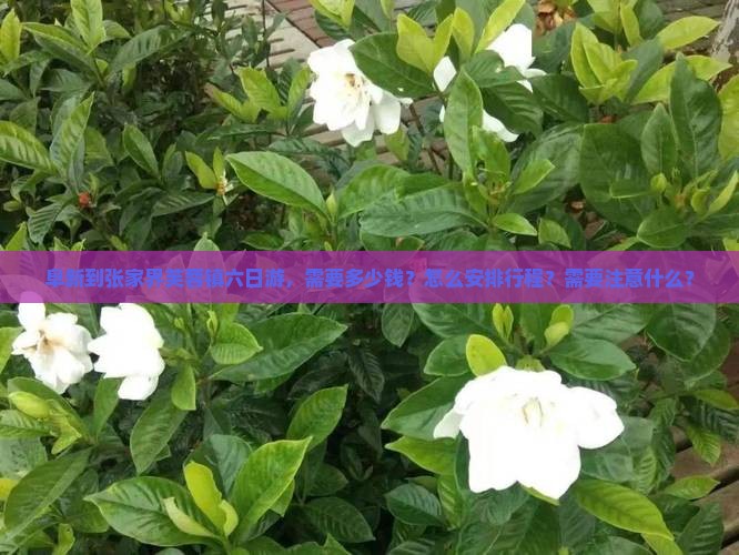 阜新到张家界芙蓉镇六日游，需要多少钱？怎么安排行程？需要注意什么？