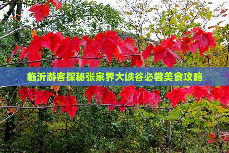 临沂游客探秘张家界大峡谷必尝美食攻略