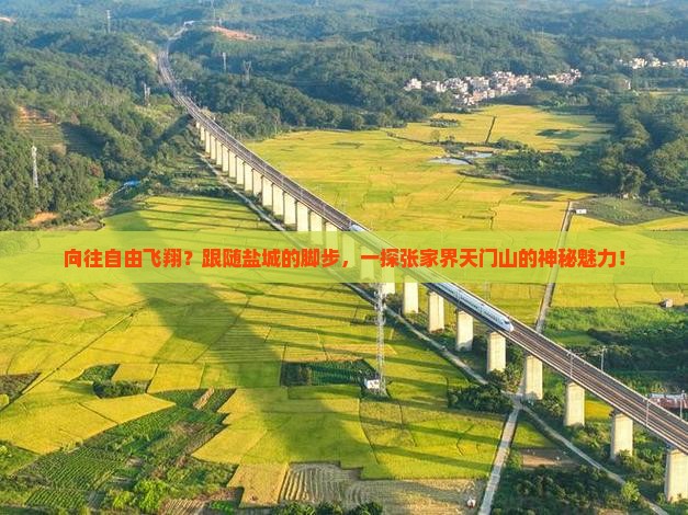 向往自由飞翔？跟随盐城的脚步，一探张家界天门山的神秘魅力！