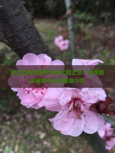 武汉出发张家界森林公园之旅：探寻森林秘境与公园美食小吃