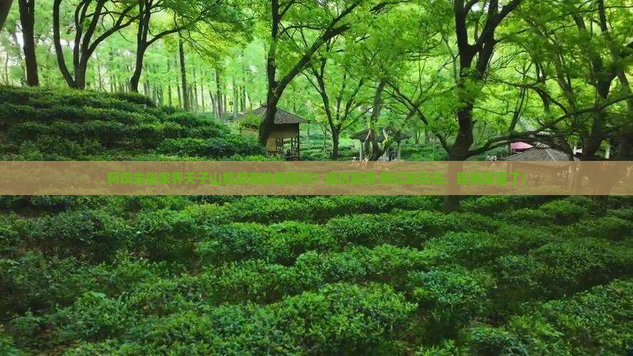 阿坝去张家界天子山旅游