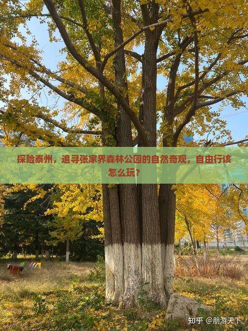 探险泰州，追寻张家界森林公园的自然奇观，自由行该怎么玩？
