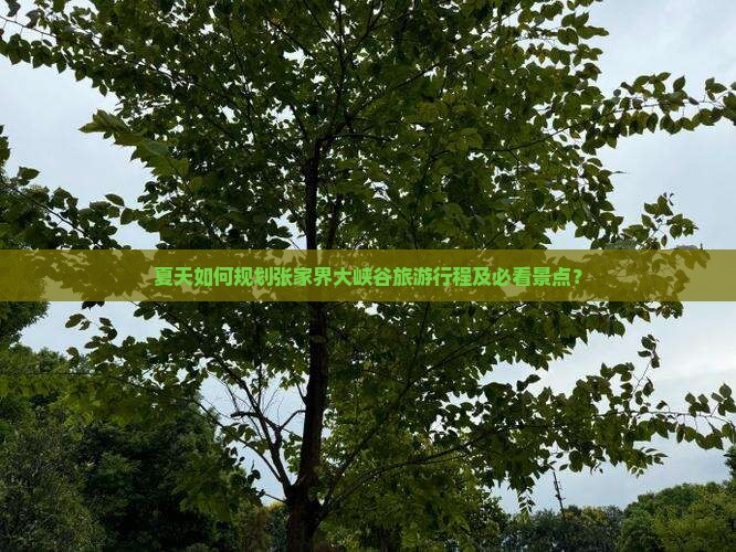 夏天如何规划张家界大峡谷旅游行程及必看景点？