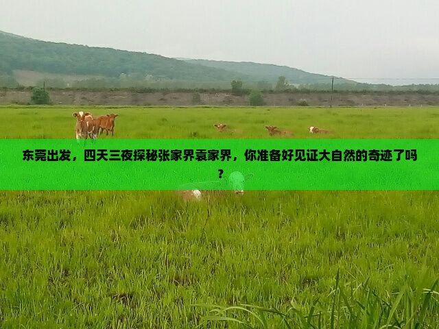 东莞出发，四天三夜探秘张家界袁家界，你准备好见证大自然的奇迹了吗？