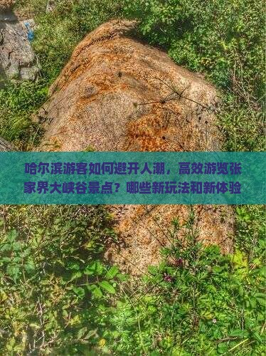 哈尔滨游客如何避开人潮，高效游览张家界大峡谷景点？哪些新玩法和新体验不容错过？
