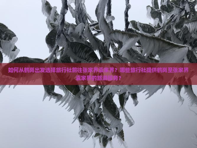 如何从鹤岗出发选择旅行社前往张家界袁家界？哪些旅行社提供鹤岗至张家界袁家界的旅游服务？