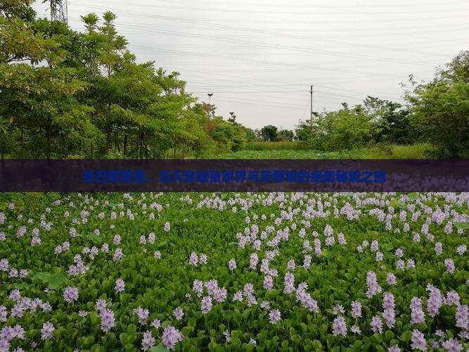 冬日暖阳里，五天穿越张家界与芙蓉镇的绝美秘境之旅