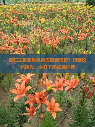 铜仁去张家界凤凰古城哪里玩？旅游攻略曝光，必打卡网红地推荐