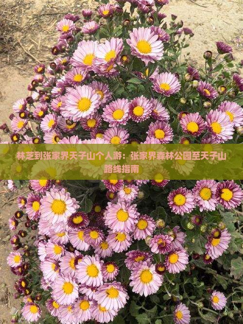 林芝到张家界天子山个人游：张家界森林公园至天子山路线指南