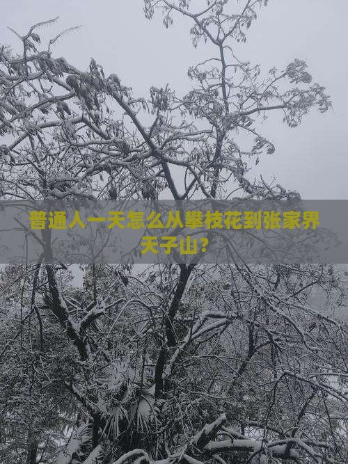 普通人一天怎么从攀枝花到张家界天子山？