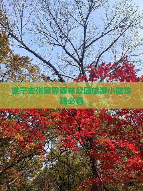 遂宁去张家界森林公园旅游小吃攻略必看