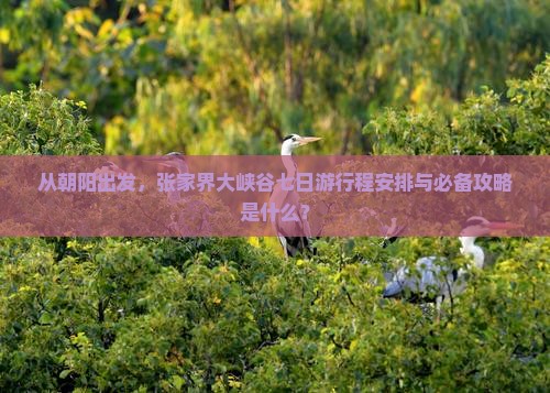 从朝阳出发，张家界大峡谷七日游行程安排与必备攻略是什么？