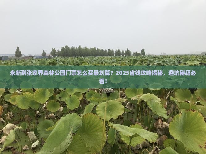 永新到张家界森林公园门票