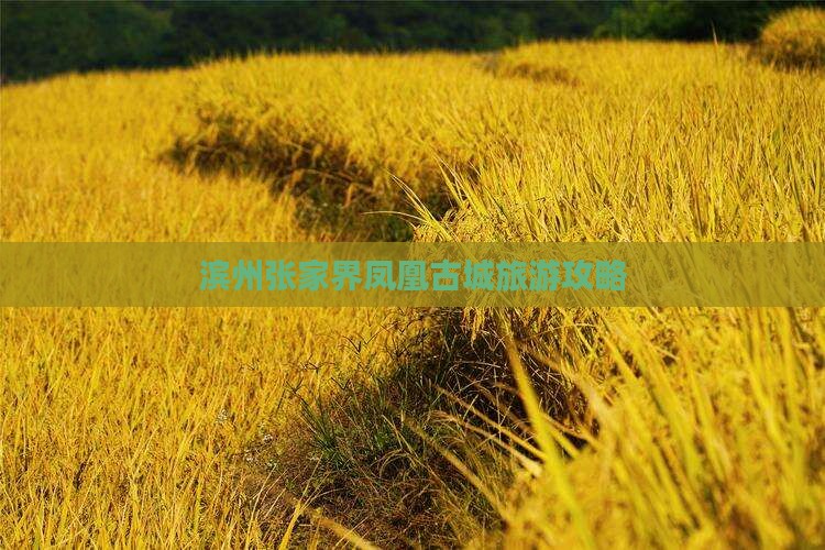 滨州去张家界凤凰古城个人游