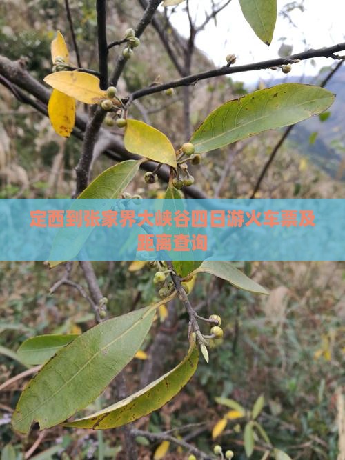 定西到张家界大峡谷四日游