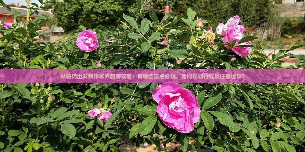 从临猗出发到张家界旅游攻略：有哪些景点必玩，如何规划行程及住宿建议？