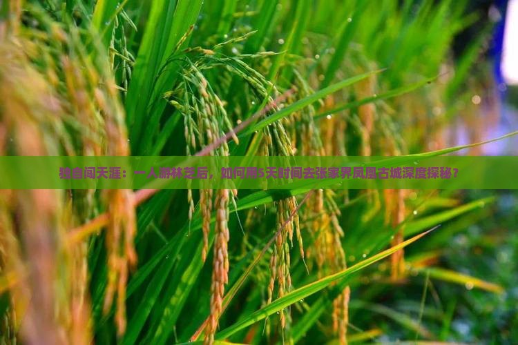 独自闯天涯：一人游林芝后，如何用5天时间去张家界凤凰古城深度探秘？