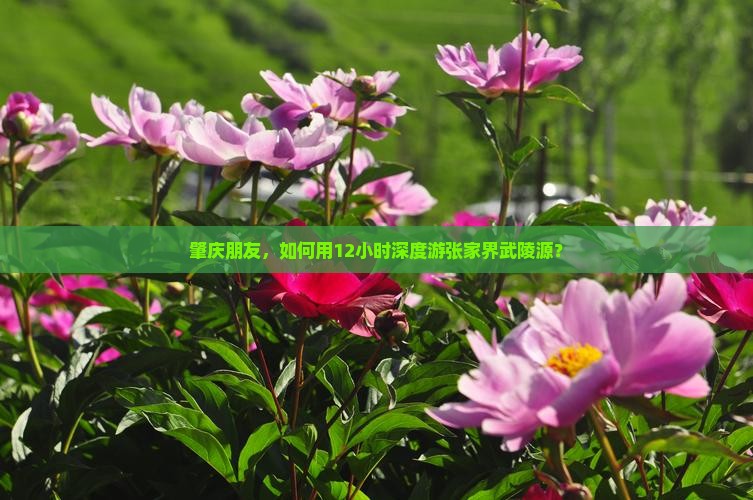 肇庆朋友，如何用12小时深度游张家界武陵源？