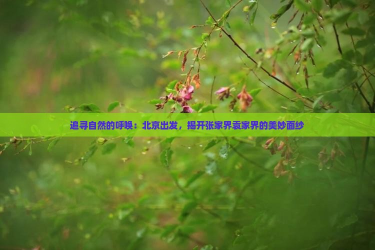 追寻自然的呼唤：北京出发，揭开张家界袁家界的美妙面纱