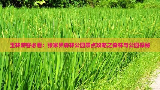 玉林游客必看：张家界森林公园景点攻略之森林与公园探秘