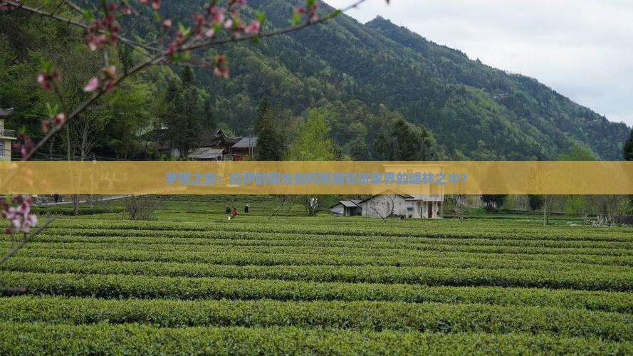 梦想之旅：拉萨的阳光如何照耀在张家界的峰林之中？